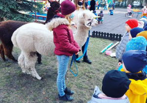 Dzieci słuchają ciekawostek o alpakach.