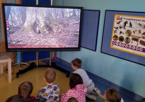 Dzieci oglądają na dużym ekranie film przyrodniczy o przygotowywaniu gawry przez niedźwiedzia.